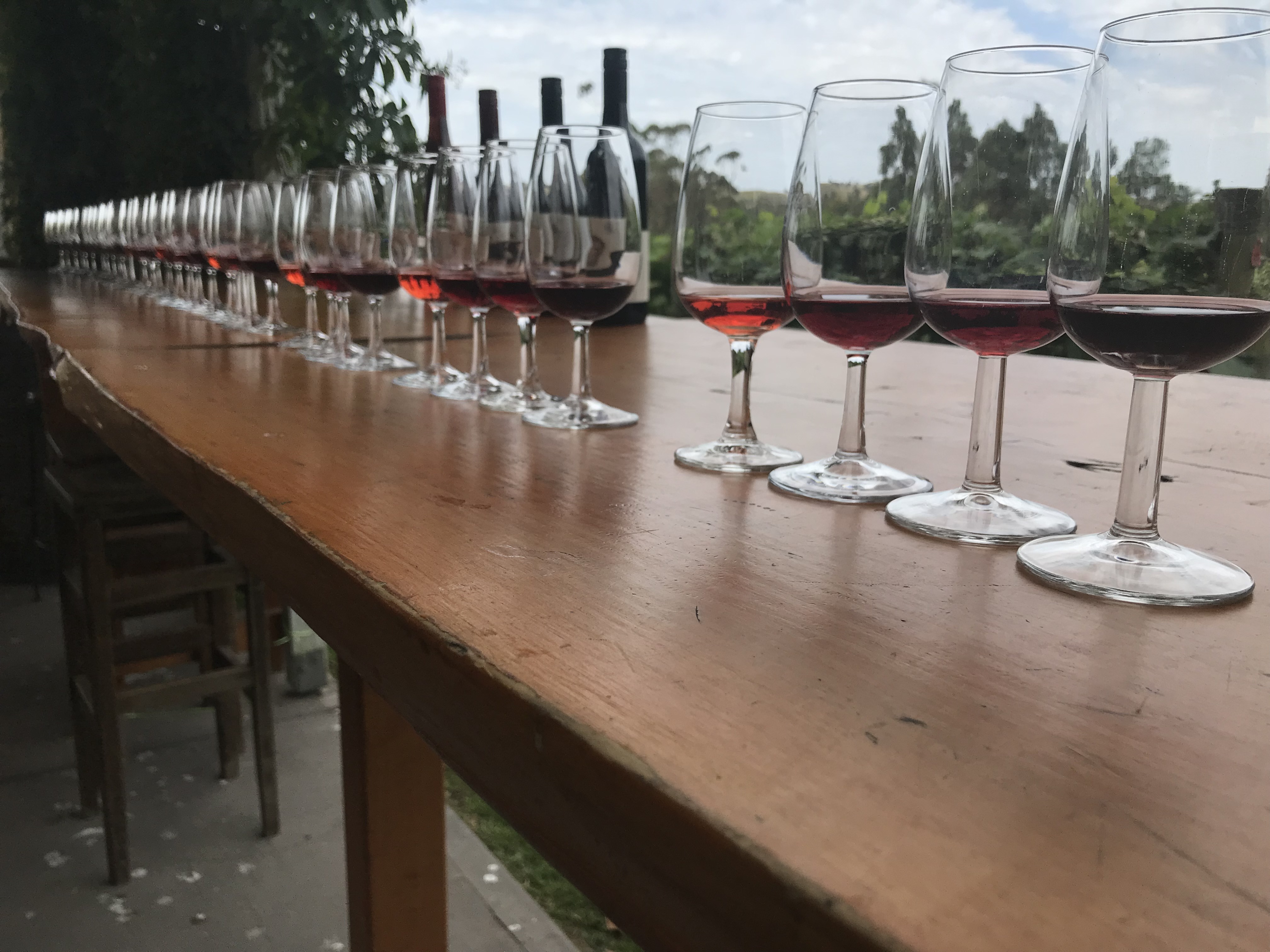 Wine glasses with wine lined up on a long table for wine tasting 